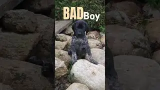 Bad Boy Dogs Animal Planet Cute Animals Best Of Compilation Dog Puppies Black White Cats Co #shorts