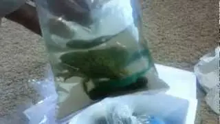 Reefs2go order