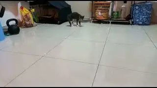 How cat crab walking