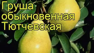 Груша обыкновенная Тютчевская. Краткий обзор, описание характеристик pyrus communis Tiutchevskaia