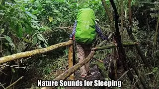 [ASMR] Relaxing Sleep Sounds : Nature Sounds, Insect, Bird for Sleep and Stress Relief