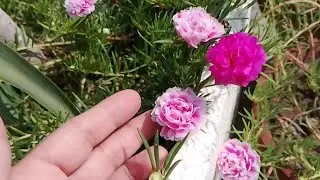 How to Get more Flowering in portulaca grandiflora Moss Rose in August/September/how to Care 