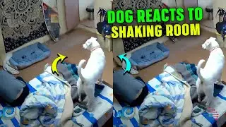 Dog Alerts Owner During Earthquake Shaking Room