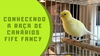 Conhecendo a raça de canários Fife Fancy.
