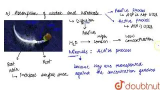 TRANSPORT OF WATER AND MINERALS: FUNCTION OF ROOT