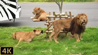 【ライオン】トワちゃんとスパーク　多摩動物公園【Lion】Tama Zoological Park