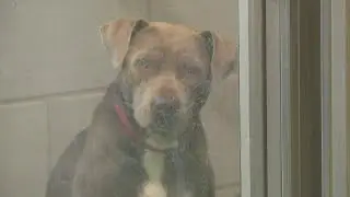 Fort Worth Animal Care and Control is at-capacity and needs adoptions