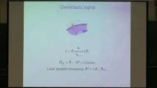 Mr. John Mackenzie | A Computational Model for Single Cell Migration and Chemotaxis: Coupling......
