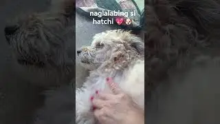 nag lambing si hatchi 💖🐶