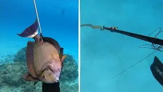 Retour aux sources : chasse sous marine, famille, et vie rêvée en Nouvelle-Calédonie !