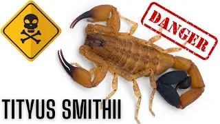 Paczka od Arthrosects - Silnie jadowite skorpiony z rodziny buthidae! (4K)