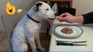 You Will Die Laughing At These Animals 😹🐶 The Funniest Cat & Dog Moments Compilation 🤣