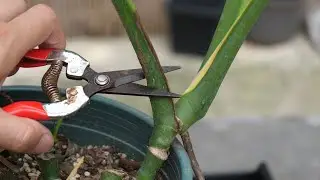 龟背竹出现这种叶片赶紧剪掉，别等后悔才知道