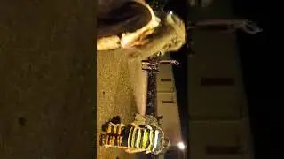 Karmon le Gol Saint-Louis 2018