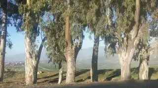 عزابة ------ عين التين AIN-TINN