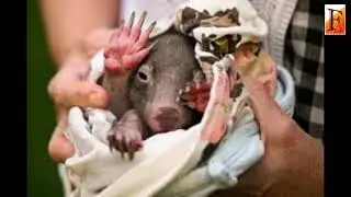 Wombats are cute, furry marsupials&mdash;that shouldn't be picked up