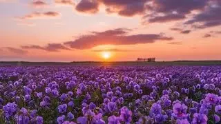 Flowers - Yung Kai (1 Hour)