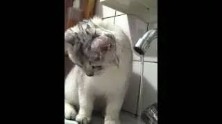 Spelen met water - Royal Canin Cats & Move