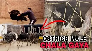 Bareedar Ostrich chala gaya|Bahut miss kiya|