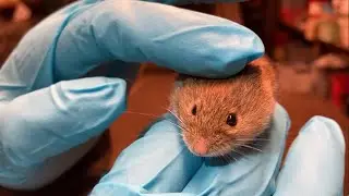 Studying bank vole movement behaviour in Finland