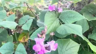 Thanksgiving#Plants Thank You# Pongal Harvest Thanksgiving#food #cooking #recipe #Thank you farmers#