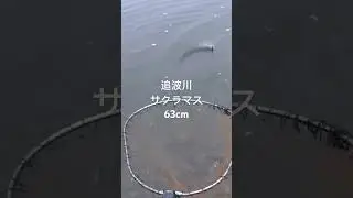 2024「追波川サクラマス」毎年全く同じ方法で釣ってます！以前の動画も今回の動画もキャストからヒットするまでノーカットでYouTubeへアップしてます。