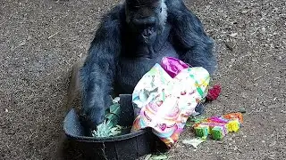 Charles' 50th Birthday Celebration! 🎉 w/ Volunteer Janie 🦍 | Gorillas