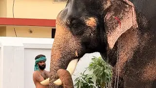പല്ലാട്ട് ബ്രഹ്മദത്തൻ 🐘 മീനാട് വിനായകൻ 🐘 ഗുരുജിയില്‍ ശിവനാരായണന് 🐘 പുതുപ്പള്ളി അർജുനൻ 🐘