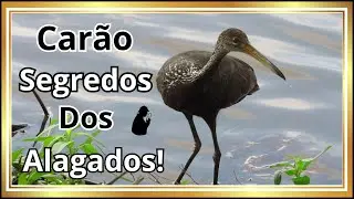 Car&atilde;o Ave Misteriosa: Comportamento e Curiosidades
