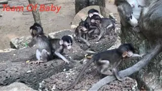 Baby monkey Moo playing | Baby monkeys make fun evening