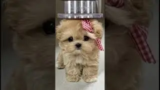 Crushing a dog