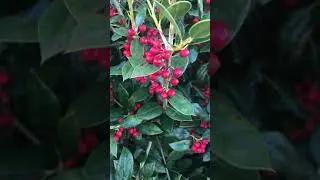 Burford Holly