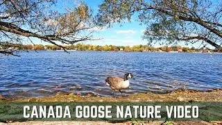 Background Nature Video - No Copyright Nature Video - Canada Goose Free Stock Footage  #royaltyfree