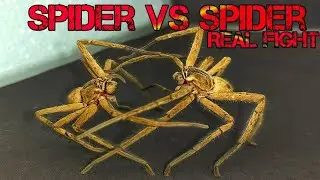 Epic Spider Battle! Real Spider vs Spider Fight (Close-Up Footage)