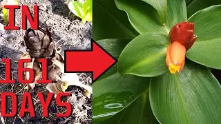 Growing Costus Woodsonii Maas (Red Button Ginger)