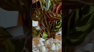 I found the best plants at Lowes | October 2024 Houseplant Shopping #lowes #houseplants