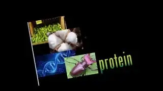 Natural Polymers