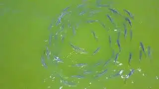 GB Fly Fishing Charters with Captain Gjuro Bruer