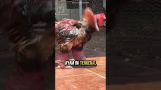 Ayam Termahal di Dunia? Wajib Tahu! 🤑 #faktahewan