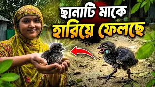বৃষ্টি হলেই বেরিয়ে আসে ডাহুক পাখির বাচ্চা | Bd life