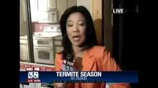 Termite Season in Florida Advice