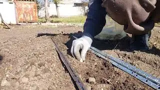 Spring Garlic Planting: Tips for a Bountiful Harvest