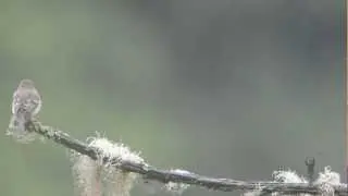 willow flycatcher