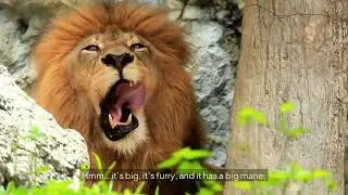 Mini&rsquo;s Five Senses Safari 🦁👂👀 Learn About Senses with Animals | Kids Learning Adventure