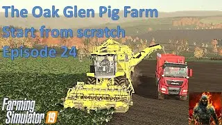 A guide to pigs with Season and maize plus - ep 24