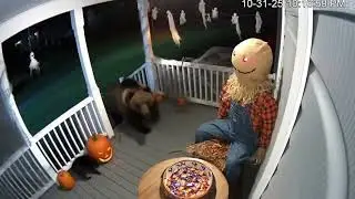 Halloween CCTV Horror: Bear & Cat Scared by Scarecrow &ndash; Funny Spooky Moment