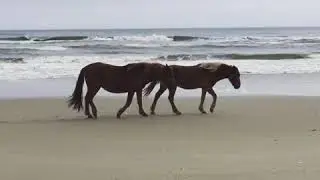 Wild horses on Carova beach