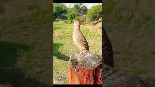desi teetar ki awaz 😍
