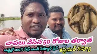 After 50 Days Fish Growth Review  | GK Babu Btech Fish Farmer