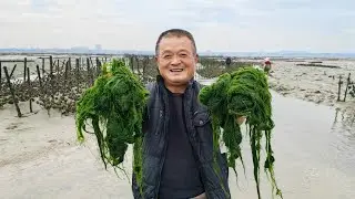 老媽山珍海味都不稀罕，偏愛海灘上野長的草，阿胖山拔2桶回去做美食